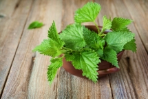 Vertus de l'orties et recettes Vertus de l'orties et recettes